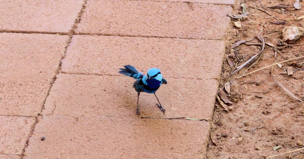 Splendid Fairy-wren (Malurus splendens)