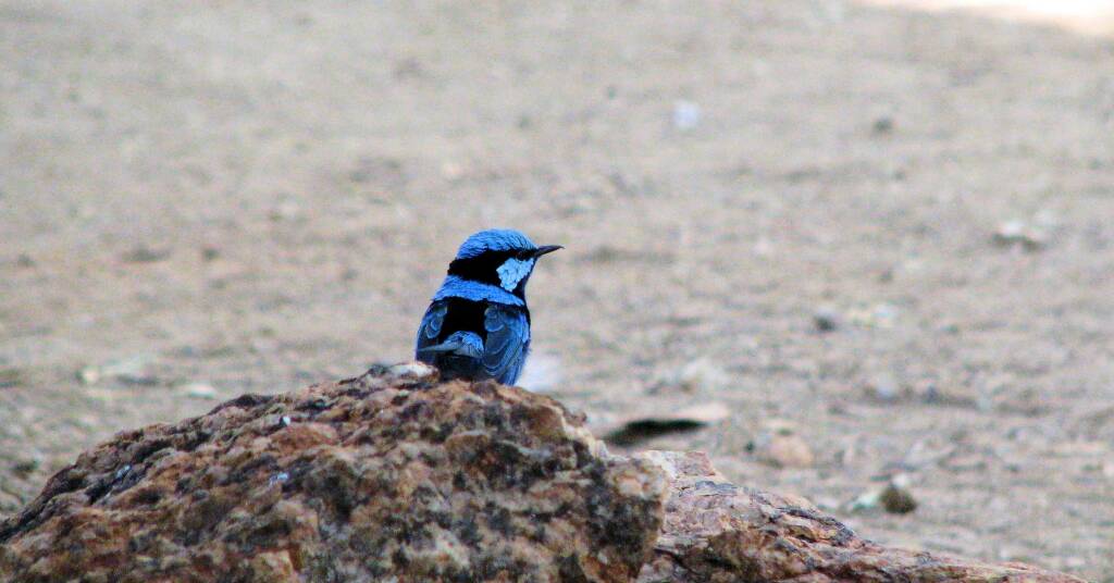 Splendid Fairy-wren (Malurus splendens)