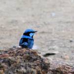 Splendid Fairy-wren (Malurus splendens)