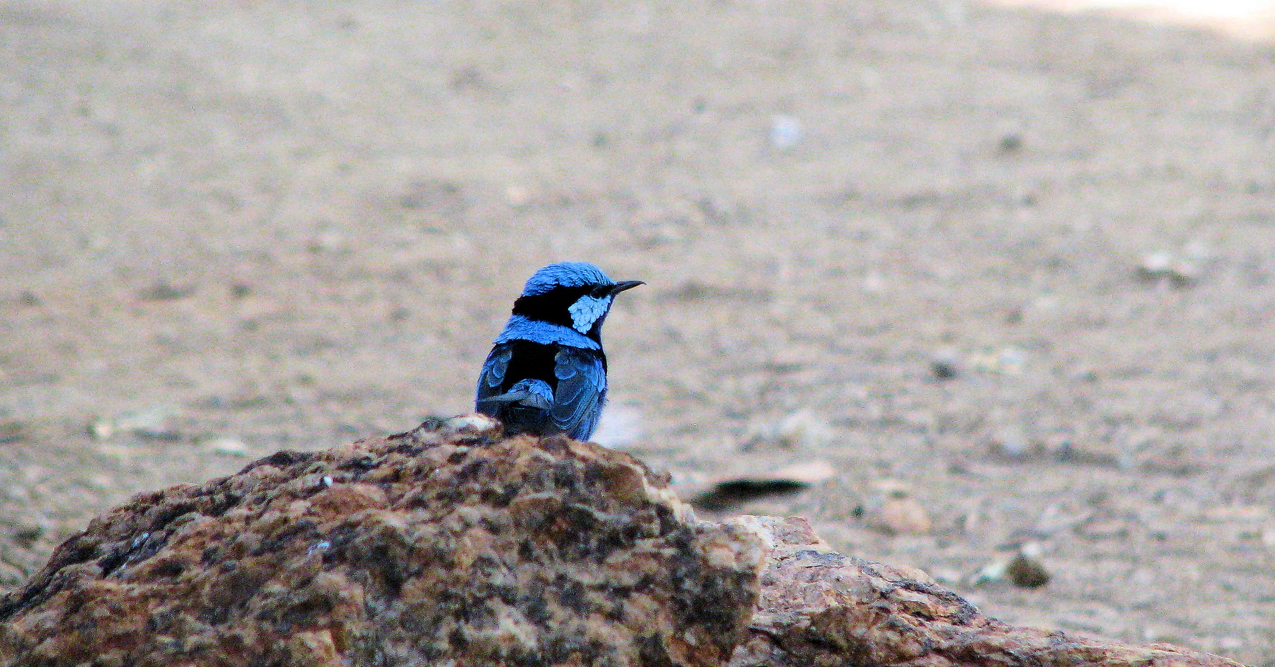 Splendid Fairy-wren (Malurus splendens)