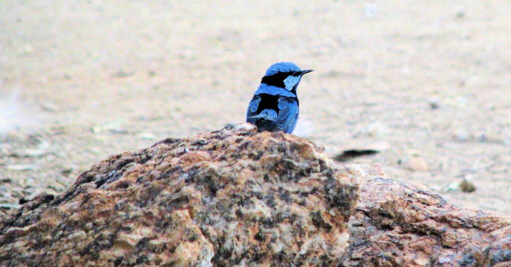 Splendid Fairy-wren (Malurus splendens)