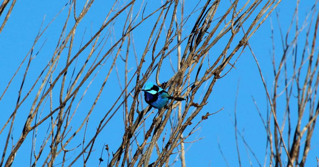 Splendid Fairy-wren (Malurus splendens)