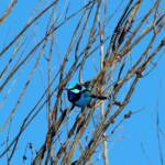 Splendid Fairy-wren (Malurus splendens)
