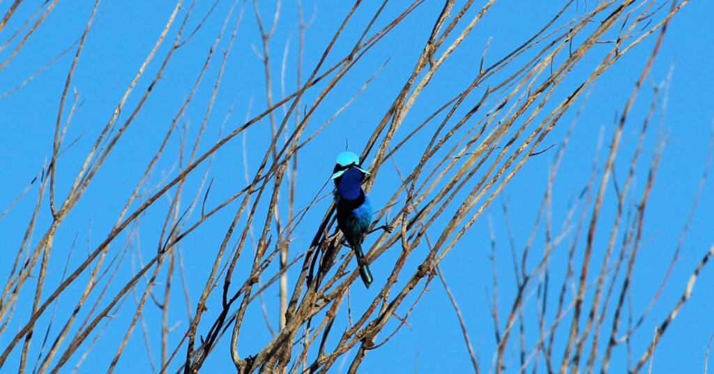 Splendid Fairy-wren (Malurus splendens)