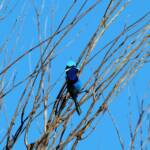Splendid Fairy-wren (Malurus splendens)