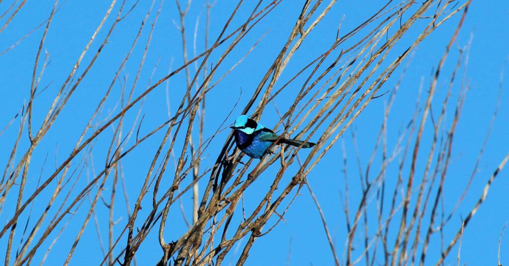 Splendid Fairy-wren (Malurus splendens)