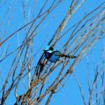 Splendid Fairy-wren (Malurus splendens)