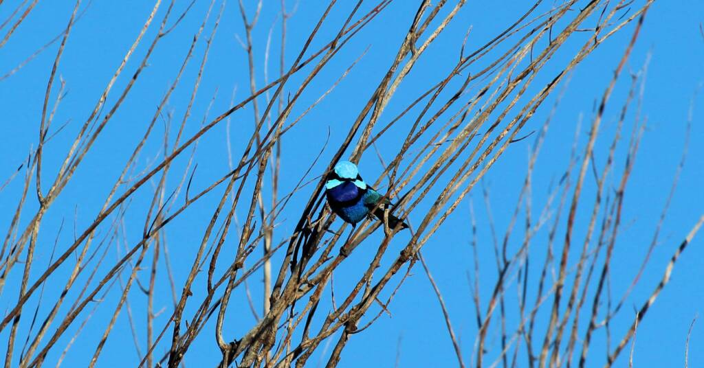 Splendid Fairy-wren (Malurus splendens)