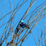 Splendid Fairy-wren (Malurus splendens)