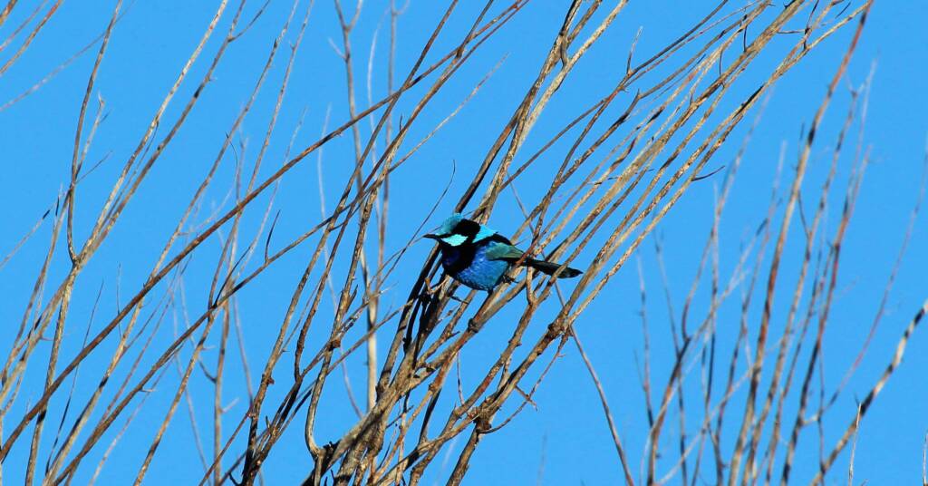 Splendid Fairy-wren (Malurus splendens)