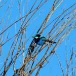 Splendid Fairy-wren (Malurus splendens)