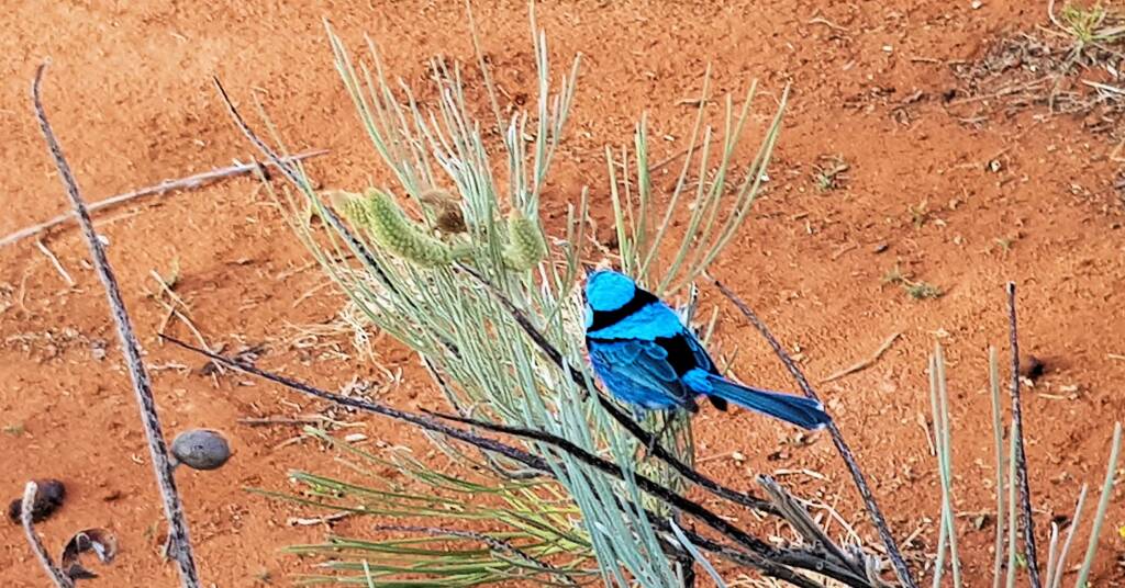 Splendid Fairy-wren (Malurus splendens)