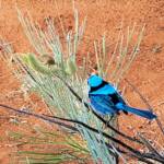 Splendid Fairy-wren (Malurus splendens)