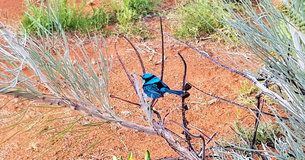 Splendid Fairy-wren (Malurus splendens)