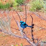 Splendid Fairy-wren (Malurus splendens)