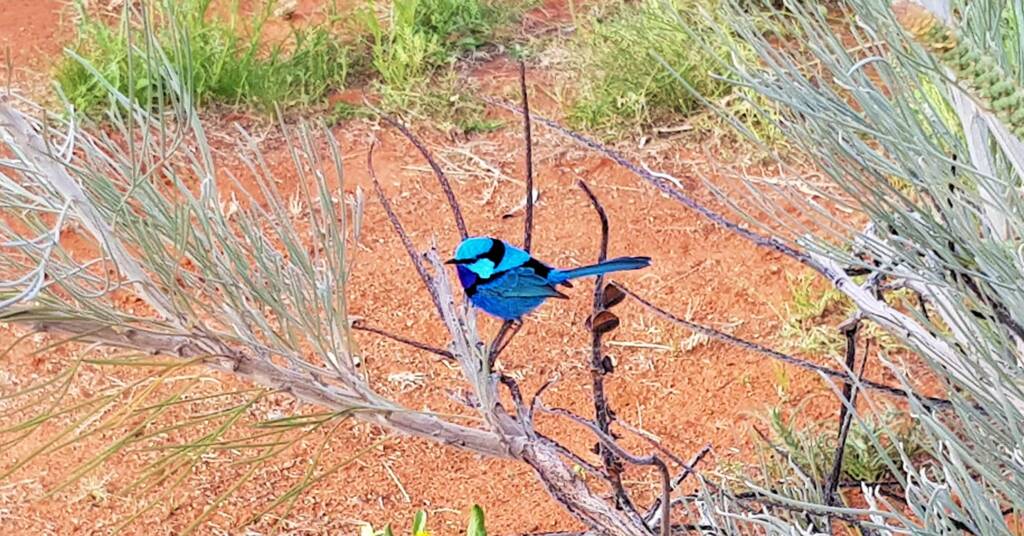 Splendid Fairy-wren (Malurus splendens)