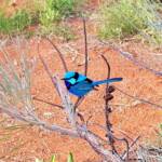 Splendid Fairy-wren (Malurus splendens)