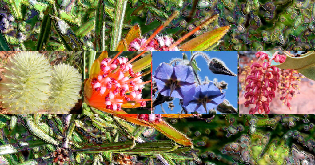 Wildflowers - Australia - Ausemade