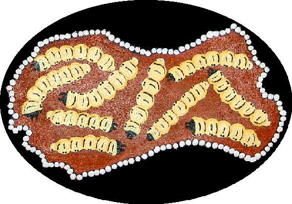Witchetty grubs © Audrey Rubuntja