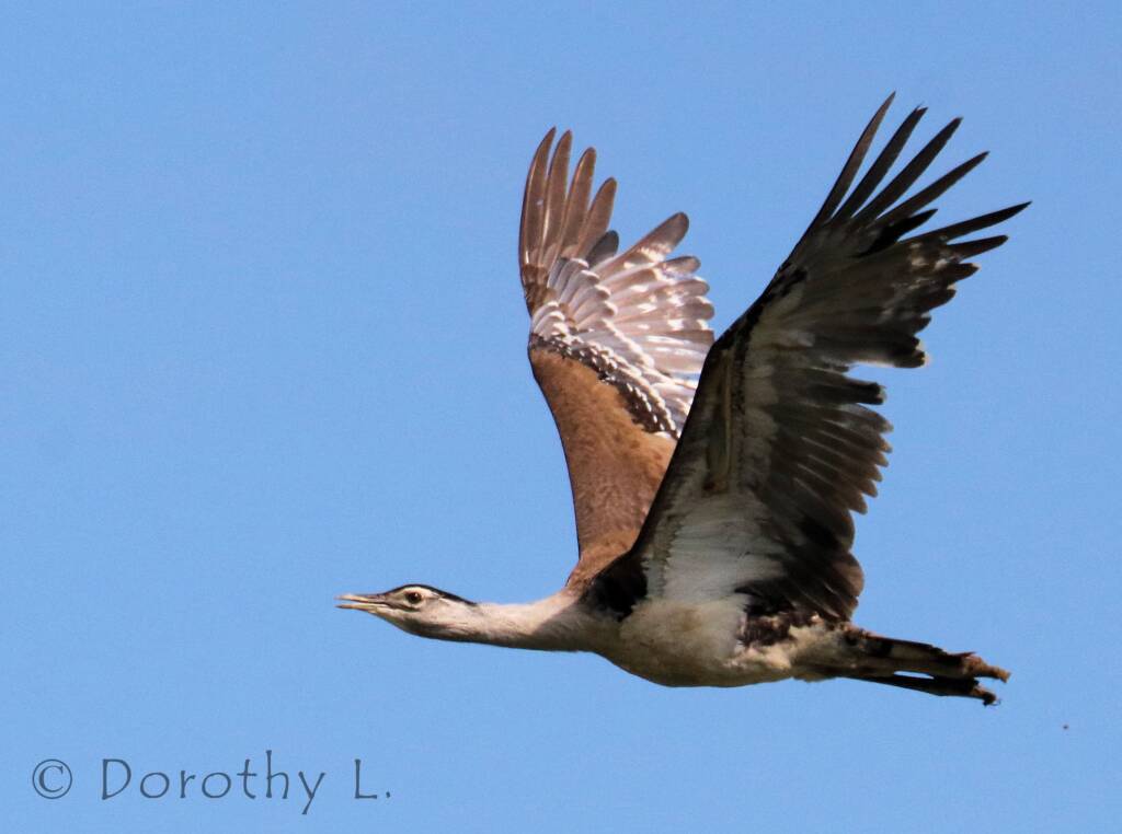 Australian Bustard (Ardeotis australis)