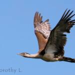 Australian Bustard (Ardeotis australis)
