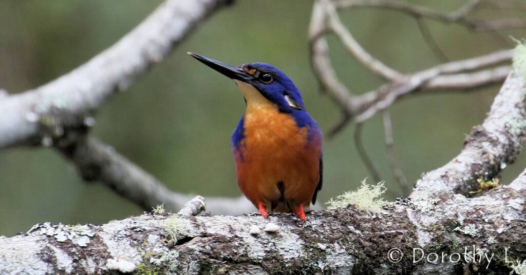 Azure Kingfisher © Dorothy L
