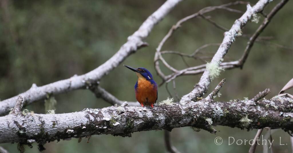Azure Kingfisher © Dorothy L