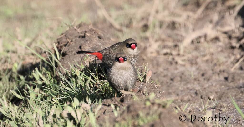 Beautiful Firetail © Dorothy L