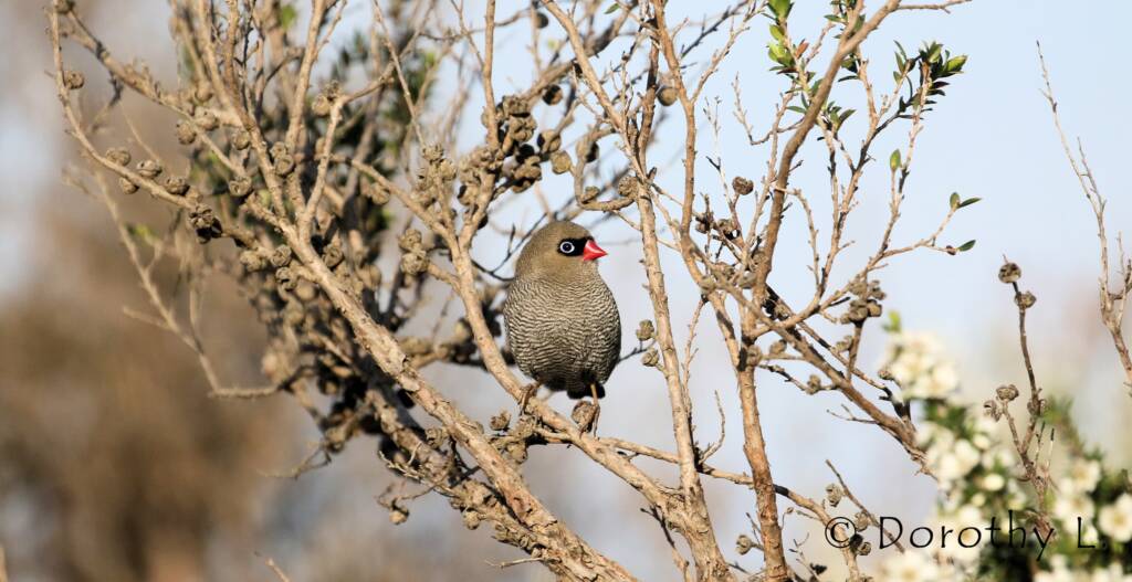 Beautiful Firetail © Dorothy L