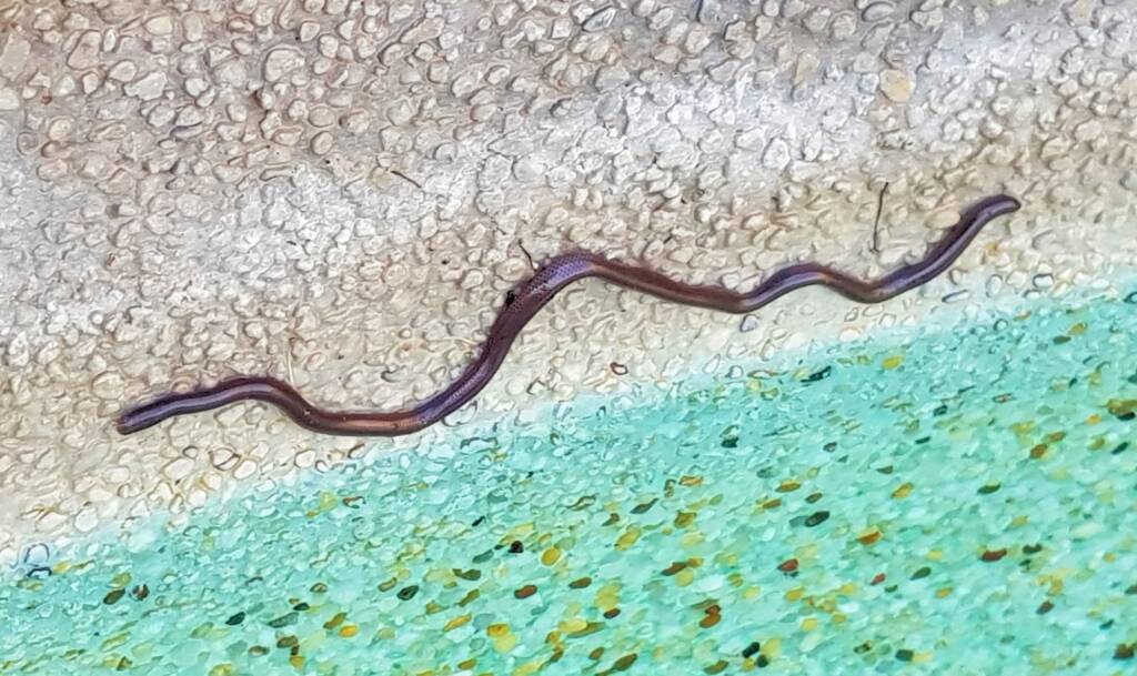 Blind Snake (Genus Anilios)