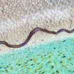 Blind Snake (Genus Anilios)
