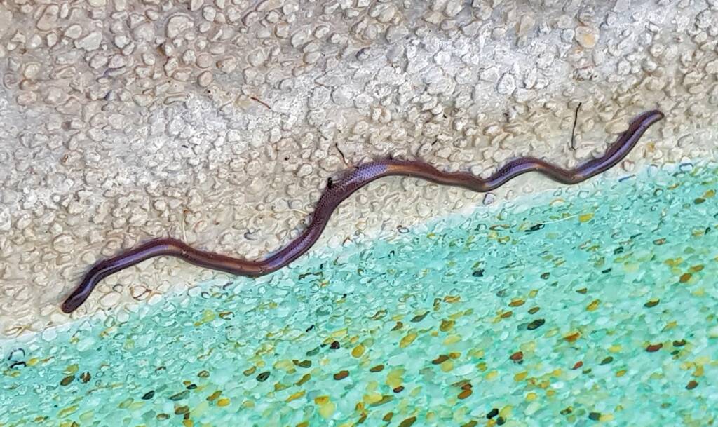 Blind Snake (Genus Anilios)
