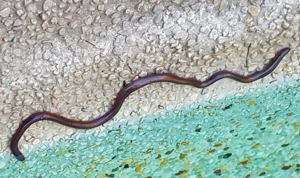 Blind Snake (Genus Anilios)