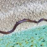 Blind Snake (Genus Anilios)