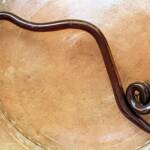 Blind Snake (Genus Anilios)