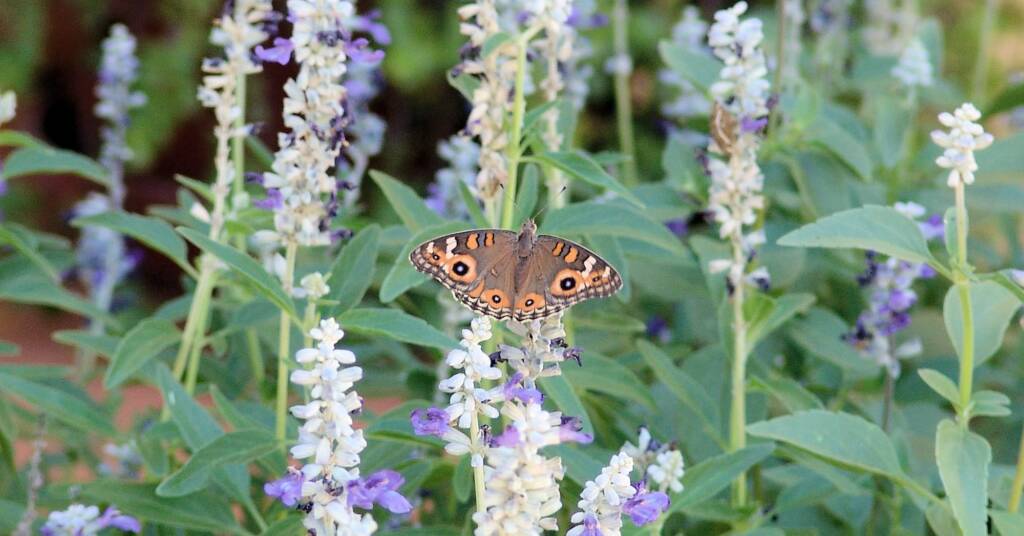 Butterfly, Alice Springs, NT