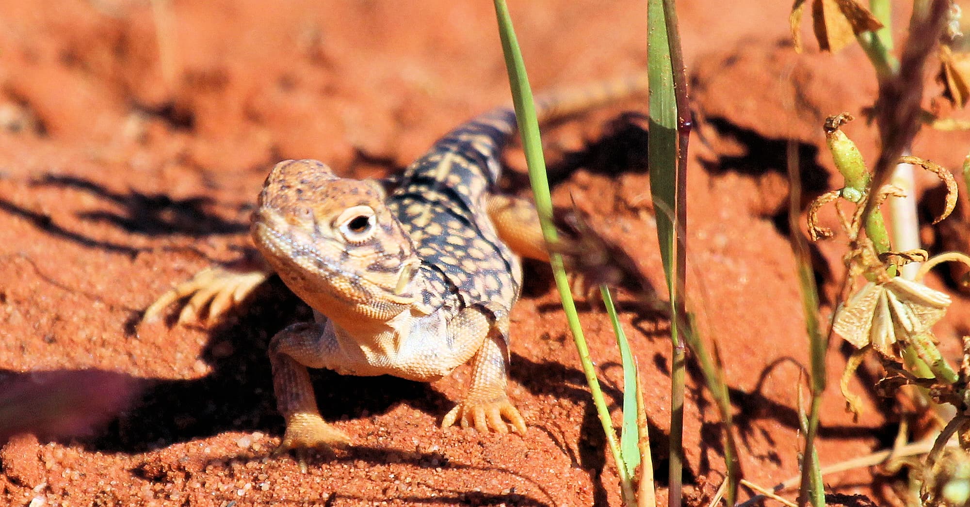 Central netted dragon (Ctenophorus nuchalis)