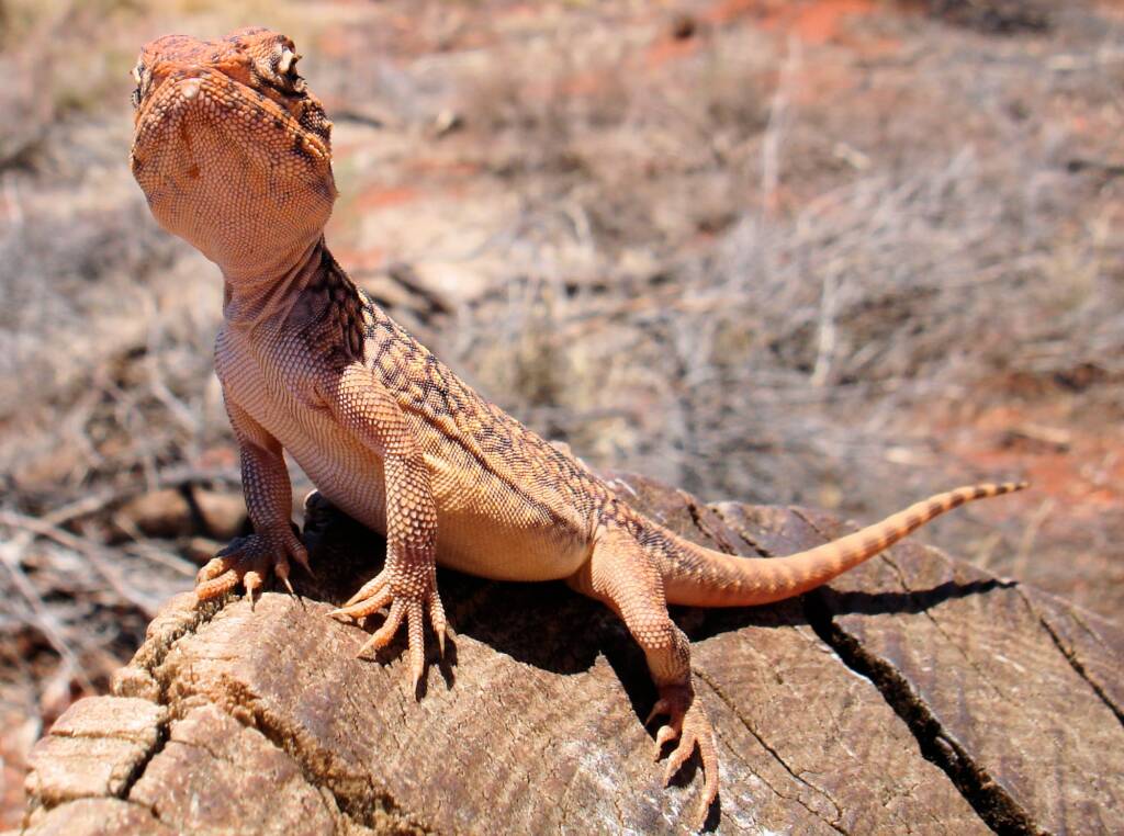 Central netted dragon (Ctenophorus nuchalis)