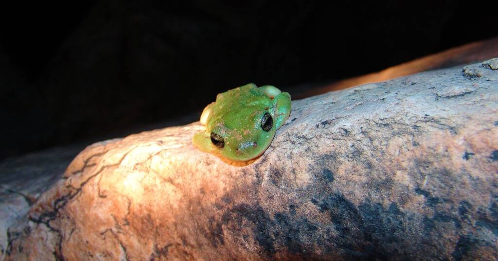 Centralian Tree Frog (Litoria gilleni) at Simpsons Gap, West MacDonnell Ranges, NT.