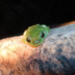 Centralian Tree Frog (Litoria gilleni) at Simpsons Gap, West MacDonnell Ranges, NT.