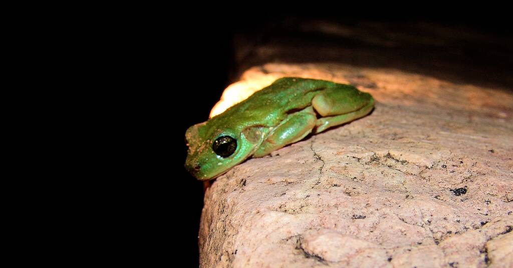 Centralian Tree Frog (Litoria gilleni) at Simpsons Gap, West MacDonnell Ranges, NT.