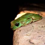 Centralian Tree Frog (Ranoidea gilleni, formerly Litoria gilleni) at Simpsons Gap, West MacDonnell Ranges, NT.