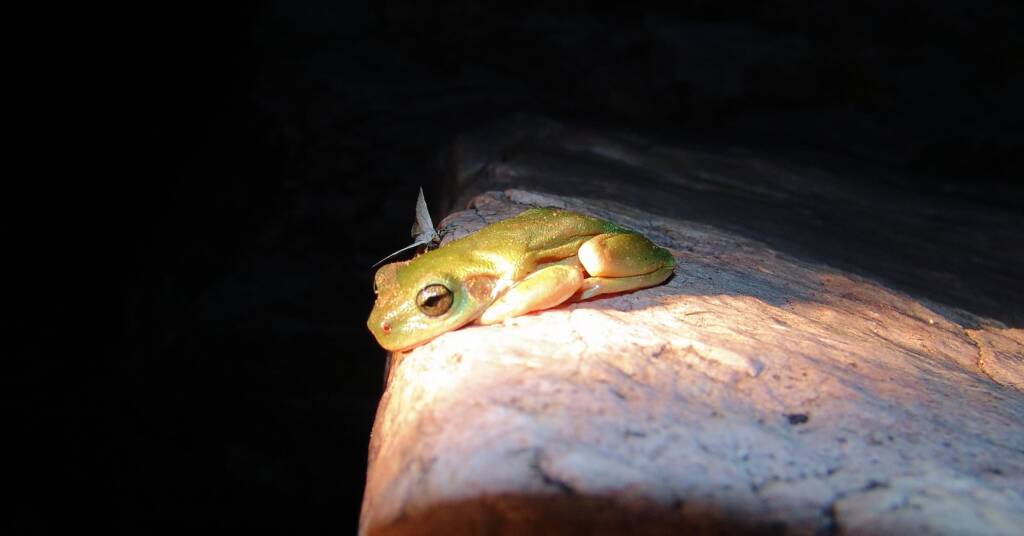 Centralian Tree Frog (Litoria gilleni) at Simpsons Gap, West MacDonnell Ranges, NT.