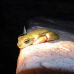Centralian Tree Frog (Ranoidea gilleni, formerly Litoria gilleni) at Simpsons Gap, West MacDonnell Ranges, NT.
