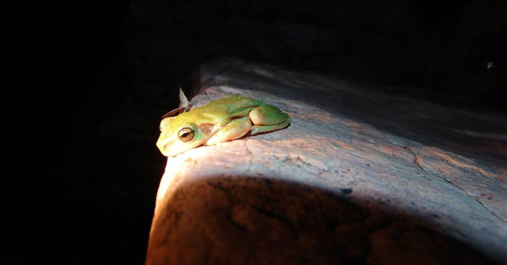 Centralian Tree Frog (Litoria gilleni) at Simpsons Gap, West MacDonnell Ranges, NT.