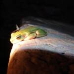 Centralian Tree Frog (Ranoidea gilleni, formerly Litoria gilleni) at Simpsons Gap, West MacDonnell Ranges, NT.