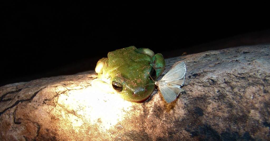 Centralian Tree Frog (Litoria gilleni) at Simpsons Gap, West MacDonnell Ranges, NT.
