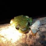 Centralian Tree Frog (Ranoidea gilleni, formerly Litoria gilleni) at Simpsons Gap, West MacDonnell Ranges, NT.