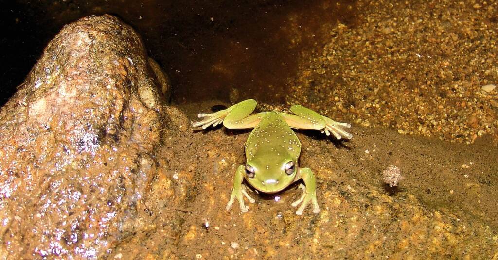 Centralian Tree Frog (Litoria gilleni) at Simpsons Gap, West MacDonnell Ranges, NT.
