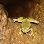 Centralian Tree Frog (Ranoidea gilleni, formerly Litoria gilleni) at Simpsons Gap, West MacDonnell Ranges, NT.